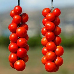 Price: €1.75 - Spanische hängende Tomatensamen - Seeds Gallery