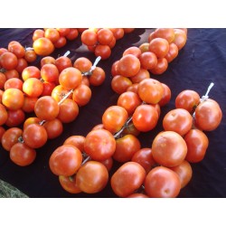 Spanska hängande tomatfrön 1.75 - 3