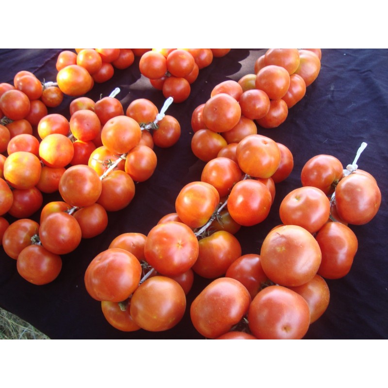 Spanska hängande tomatfrön | 1,75 €