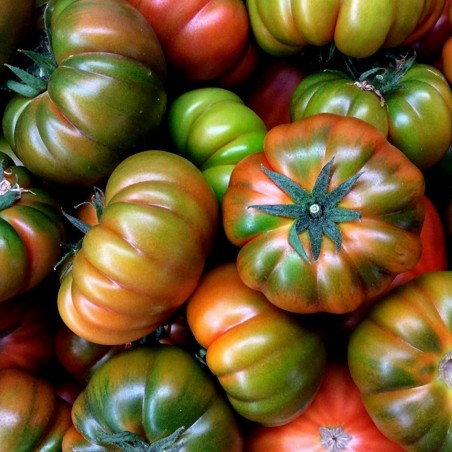 Auténticas semillas de tomate Muchamiel