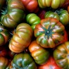 Price: €1.85 - Semillas de Auténtico Tomate de Muchamiel - Seeds Gallery
