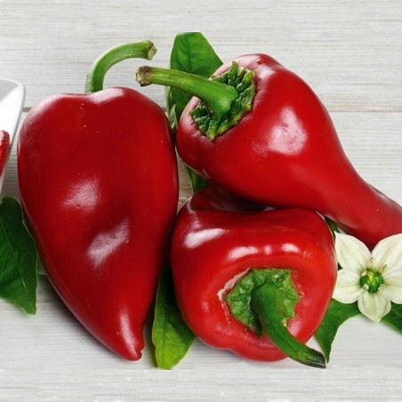 Piquillo söt paprika frön | 1,65 €