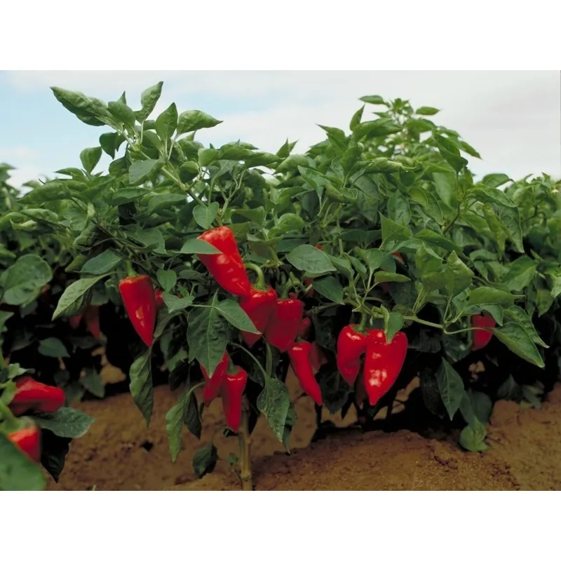 Graines de Piment de piquillo