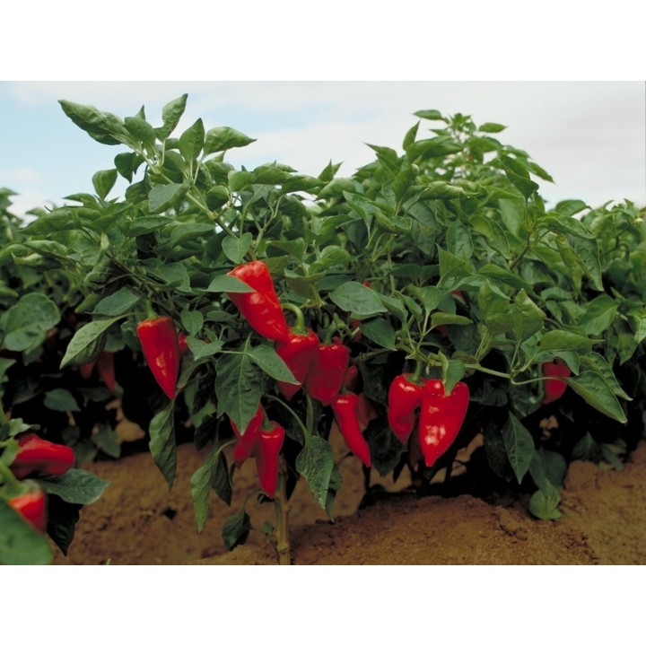 Nasiona papryki piquillo 1485