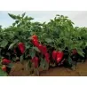 Piquillo Paprika Samen