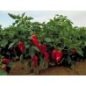 Piquillo söt paprika frön | 1,65 €