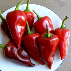 Price: €1.65 - Semi di peperone Piquillo - Seeds Gallery