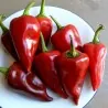 Σπόροι Piquillo Πιπέρι