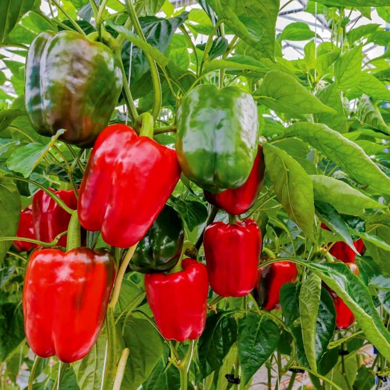 Price: €1.65 - Maor Sweet Pepper Seeds - 