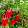 Price: €1.65 - Maor Paprikasamen - 