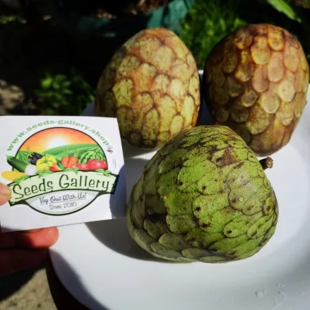 Cherimoya, Zucker Apfel Samen (Annona cherimola)