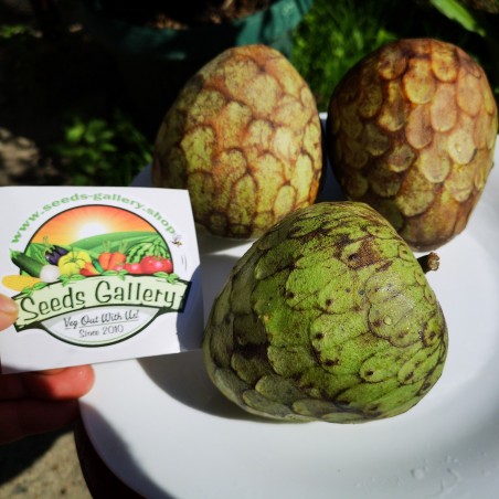 Price: €4.25 - Graines Le Chérimolier (Annona cherimola) -