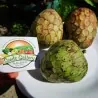 Cherimoya, Zucker Apfel Samen (Annona cherimola)