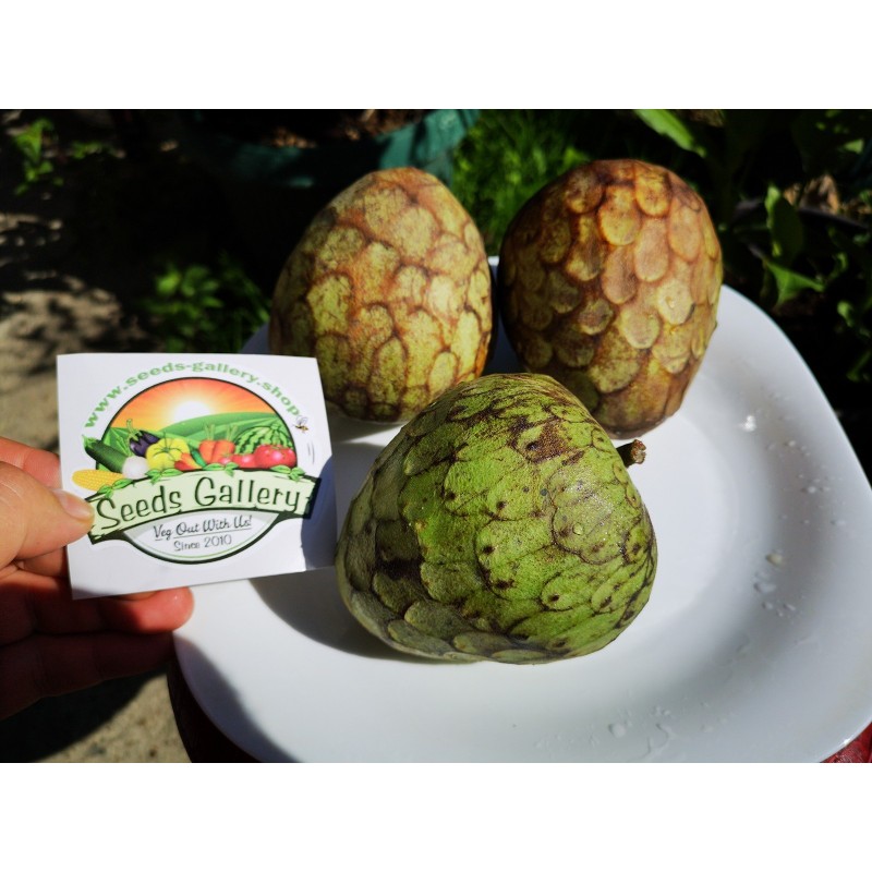 Price: €4.25 - Σπόροι τσεριμόγια (Annona cherimola) - 