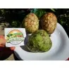 Cherimoya, Zucker Apfel Samen (Annona cherimola)