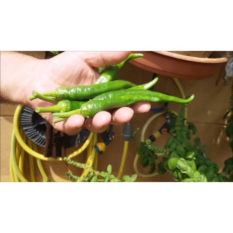 Price: €1.75 - Semi di peperoncino verde Guindilla De Ibarra - Seeds Gallery