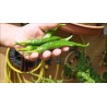 Price: €1.75 - Semi di peperoncino verde Guindilla De Ibarra - Seeds Gallery