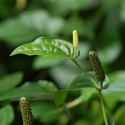 Långpeppar Frön (Piper longum) 2.55 - 2
