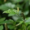 Price: €2.55 - Semillas de Pimienta larga (Piper longum) - 