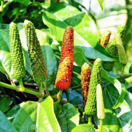 Price: €2.55 - Semillas de Pimienta larga (Piper longum) - 