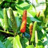 Price: €2.55 - Semillas de Pimienta larga (Piper longum) - 