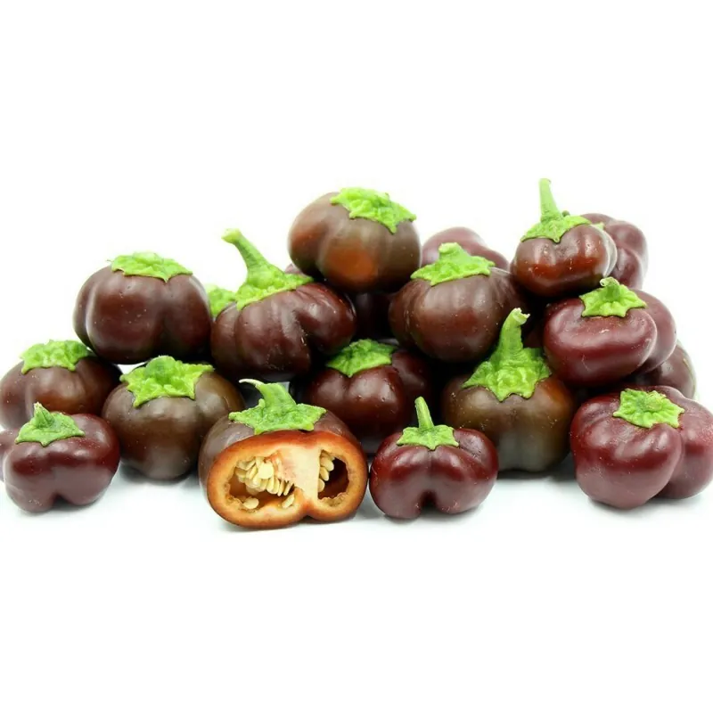 Paprika Samen MINI BELL Chocolate