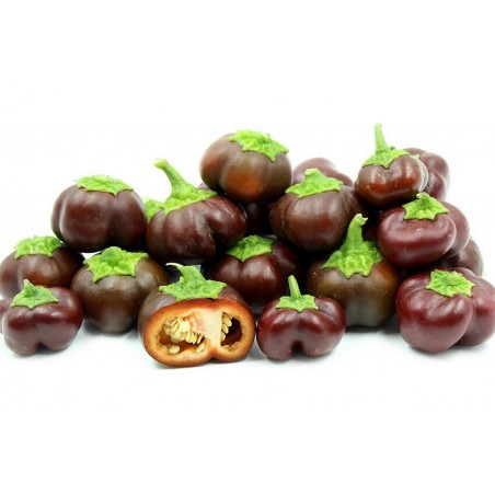 Price: €1.95 - Paprika Samen MINI BELL Chocolate - Seeds Gallery