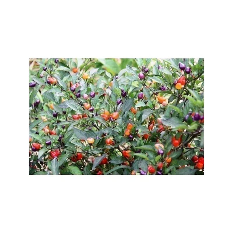 Chili Numex Centennial Samen