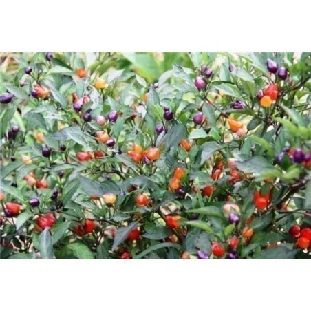 Chili Numex Centennial Samen