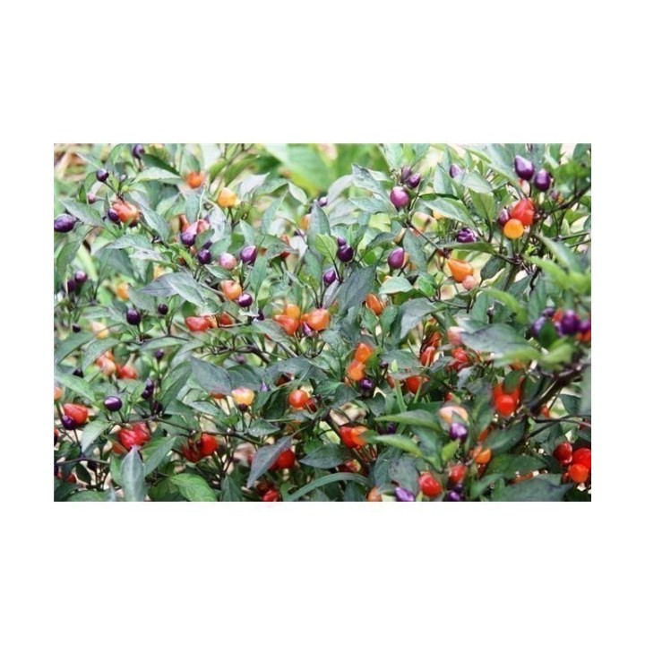 Chili Numex Centennial Seeds - 175.934363