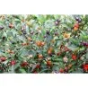 Chili Numex Centennial Samen