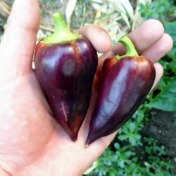 Price: €1.95 - Sementes de pimenta doce Violet Sparkle - Seeds Gallery