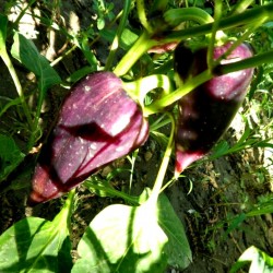 Violet Sparkle Sweet Pepper Seeds 1.95 - 3