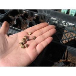Graines de Epinard De Nouvelle-Zélande (Tetragonia tetragonioides) 1.85 - 6