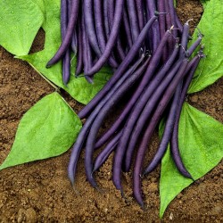 Amethyst Dwarf Bean Seeds 1.75 - 3