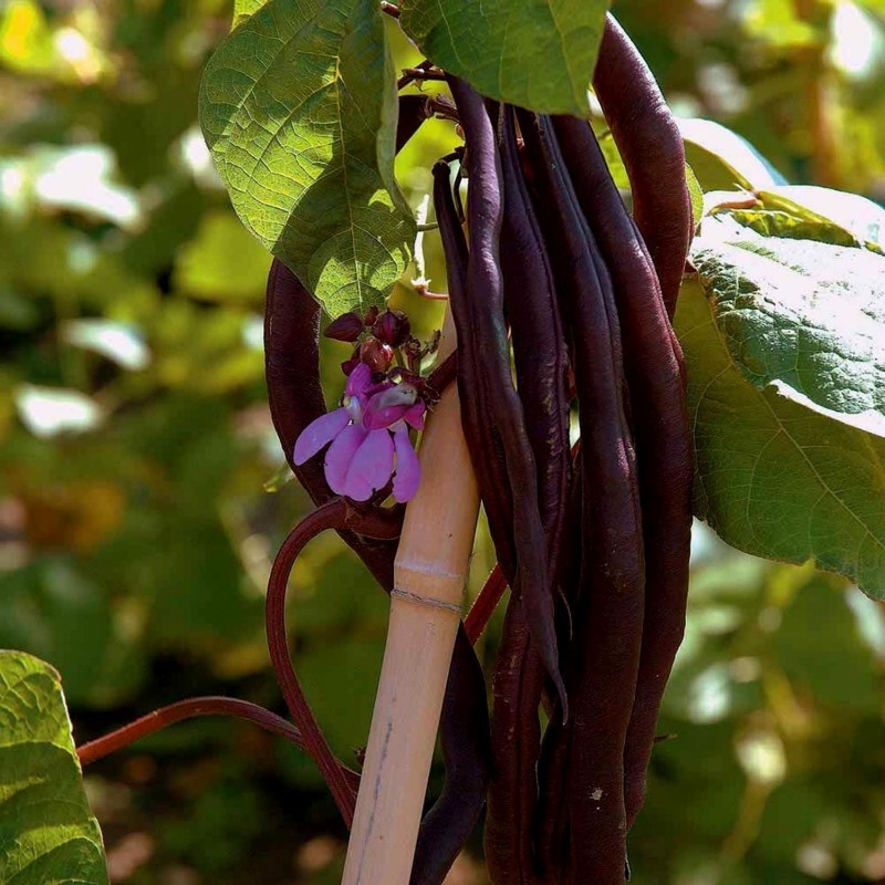 Seme patuljaste boranije Amethyst | 1,75 €