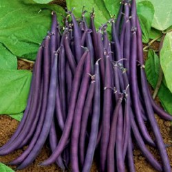 Price: €1.75 - Semi di fagiolo nano Amethyst - 