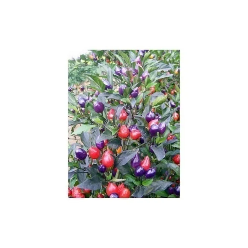Chili Numex Centennial Samen