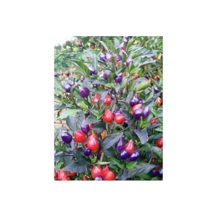Chili Numex Centennial Seeds - 175.934363
