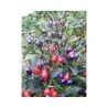 Chili Numex Centennial Samen
