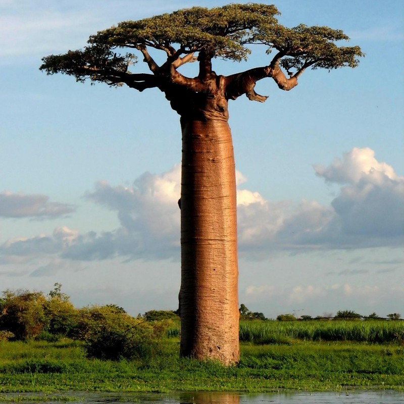 Price: €1.95 - Semi di baobab africano (Adansonia digitata) - 