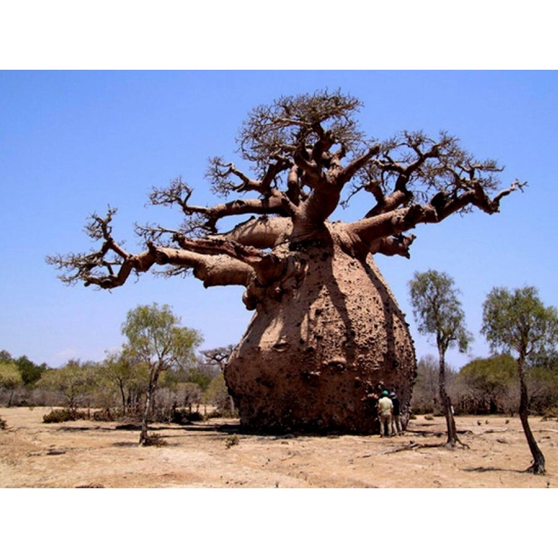 Semillas de Baobab (Adansonia digitata)