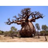 Semillas de Baobab (Adansonia digitata)
