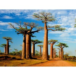 Baobab Seeds (Adonsonia digitata) 1.85 - 3