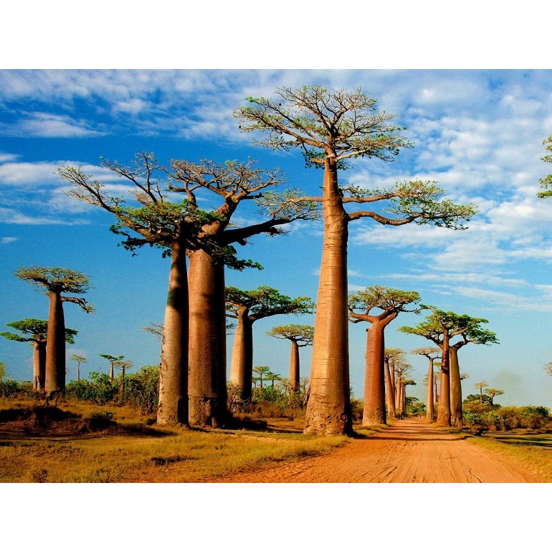 Semillas de Baobab (Adansonia digitata)