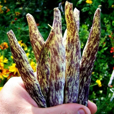 Semi di Fagiolo Merveille de Piemonte