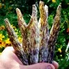 Semi di Fagiolo Merveille de Piemonte
