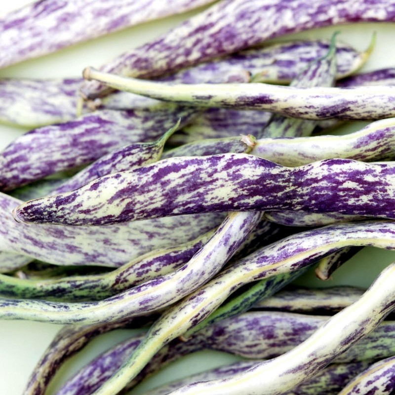 Price: €2.5 - Böna Frön Merveille de Piemonte - Unbranded