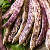 Price: €2.5 - Böna Frön Merveille de Piemonte - Unbranded