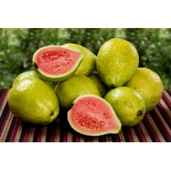 Guava Seme (Psidium gujava) 1.8 - 4